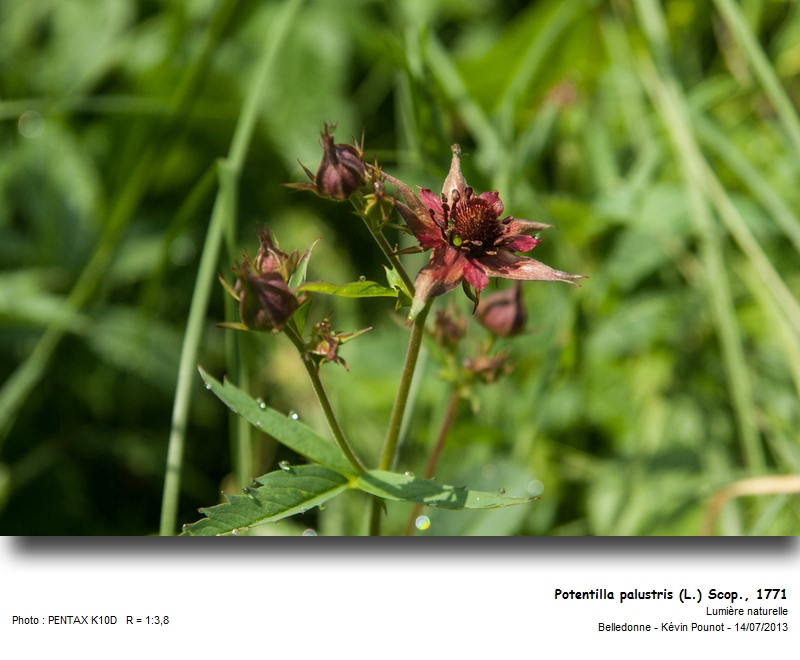 Potentilla palustris (L.) Scop. - Comaret #32734