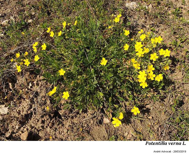 Potentilla verna L. #58617