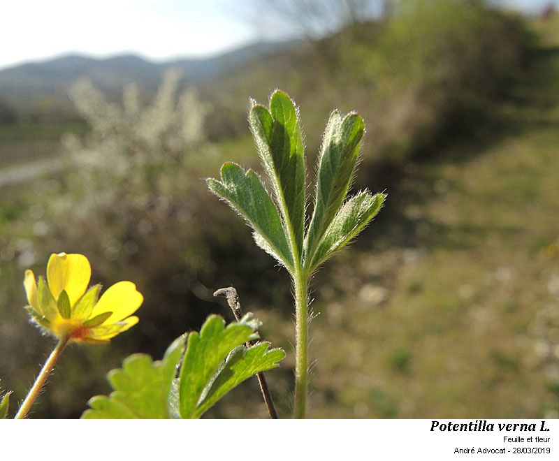Potentilla verna L. #58619