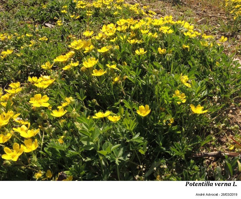 Potentilla verna L. #58616