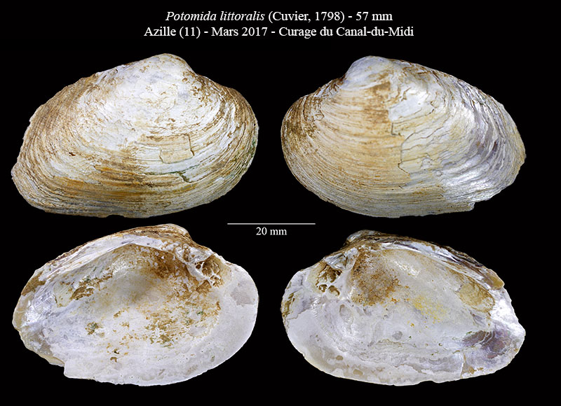 Potomida littoralis #63967