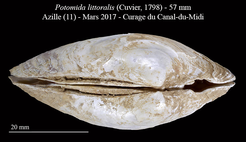 Potomida littoralis #63968