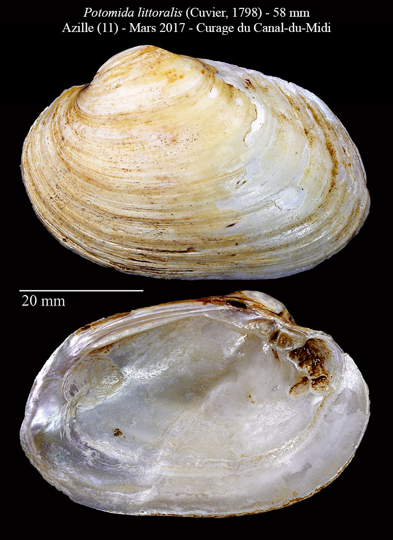 Potomida littoralis #63969