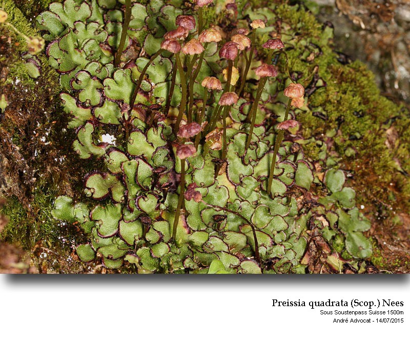 Preissia quadrata (Scop.) Nees #41728