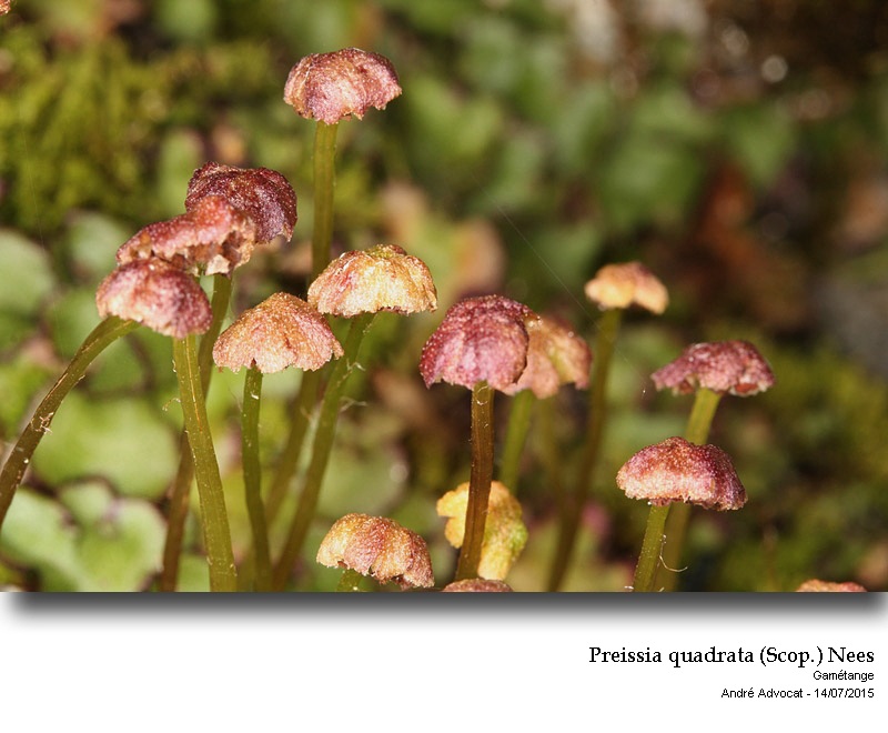 Preissia quadrata (Scop.) Nees #41729