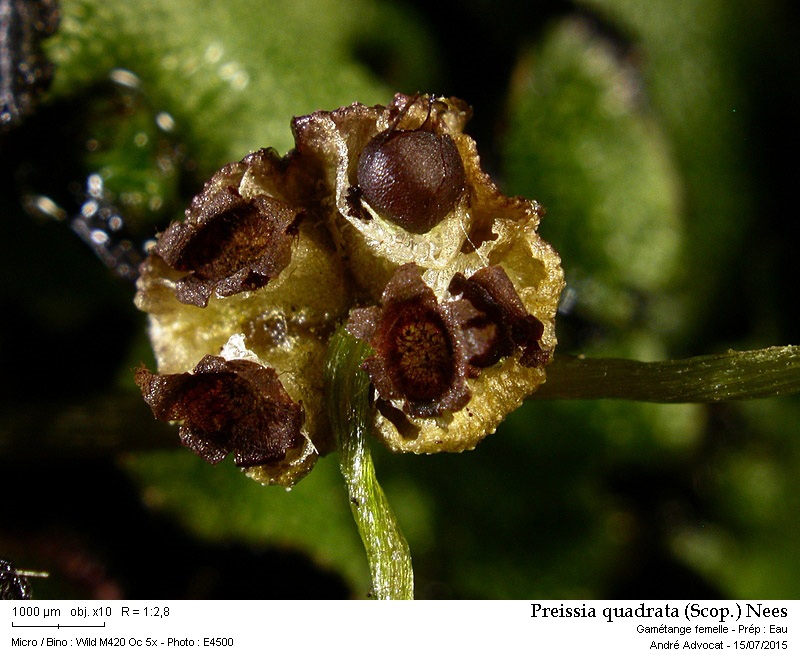 Preissia quadrata (Scop.) Nees #41730