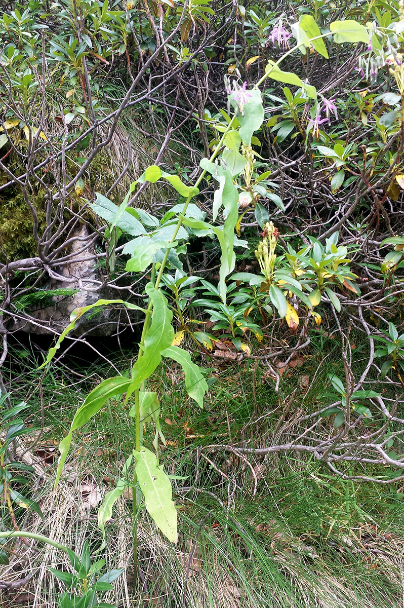 Prenanthes purpurea #54530