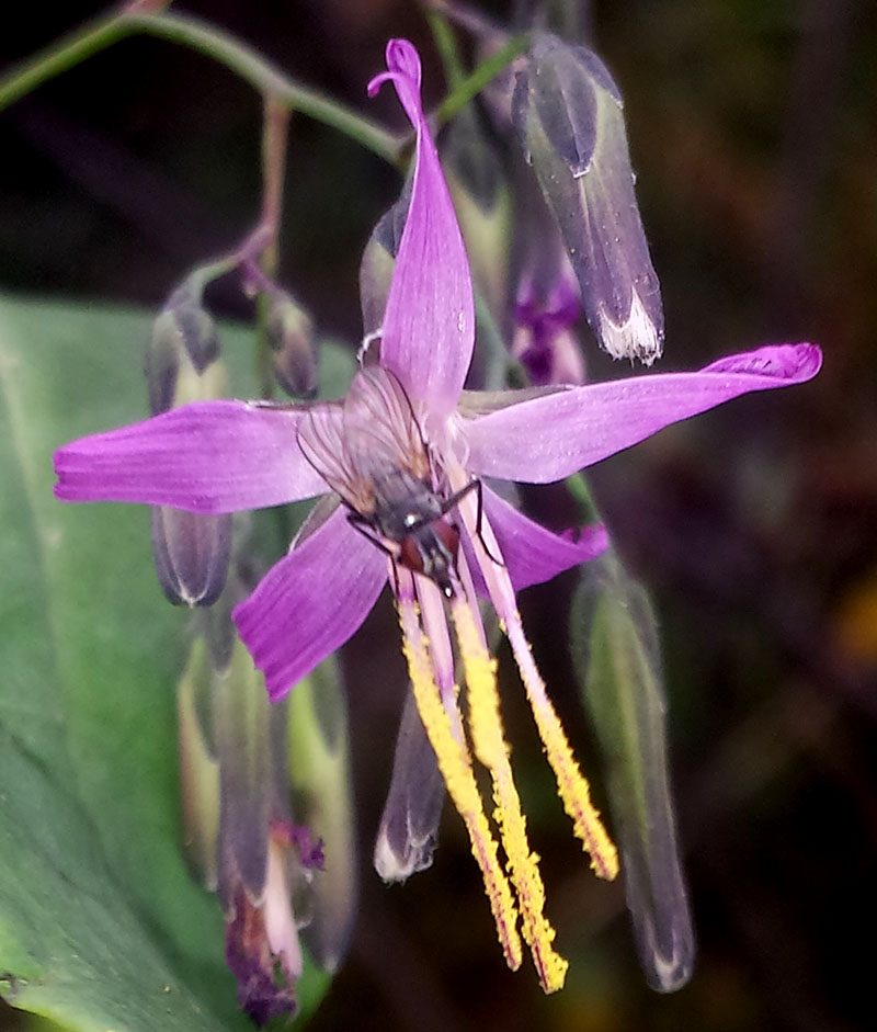 Prenanthes purpurea #54533