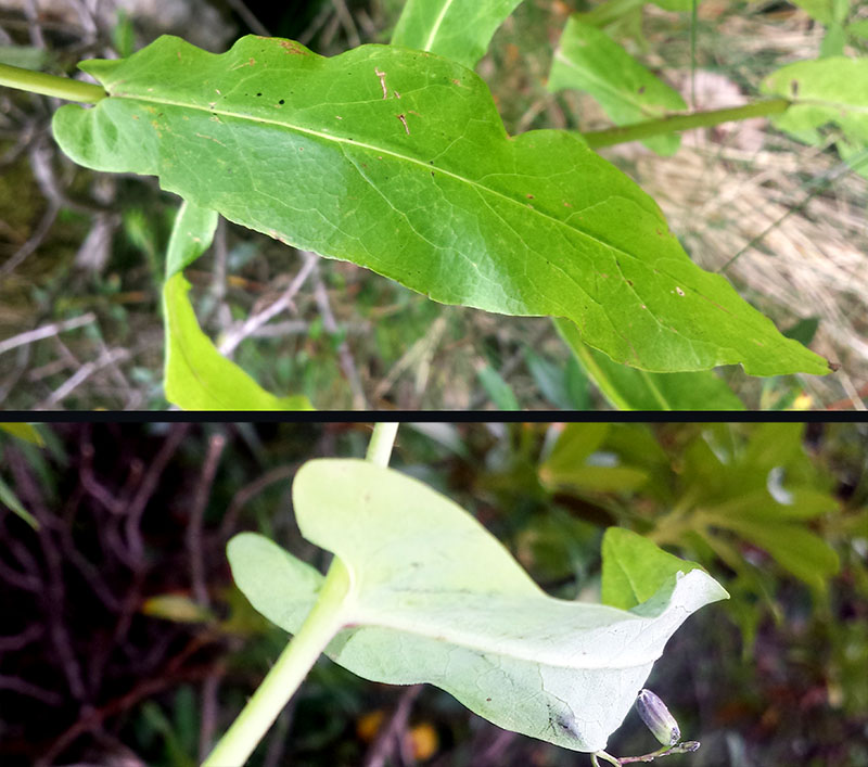 Prenanthes purpurea #54531