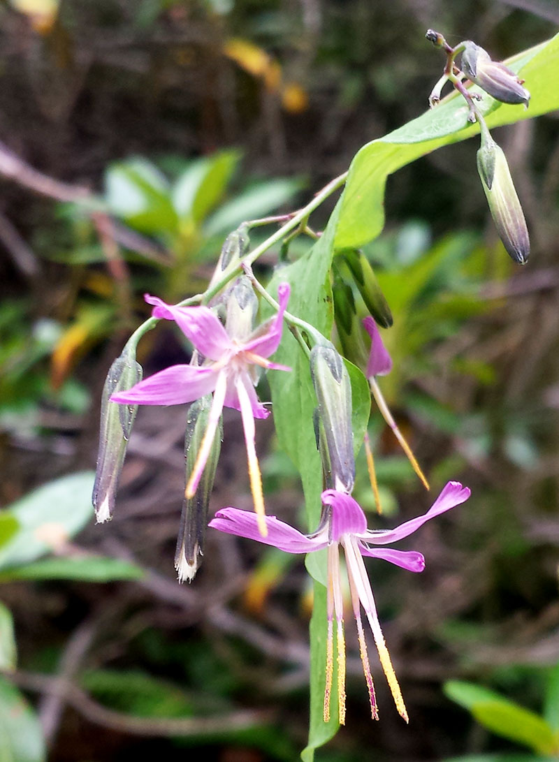 Prenanthes purpurea #54532