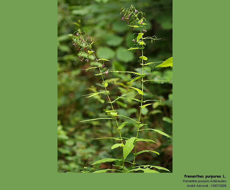 Prenanthes purpurea L. #5318