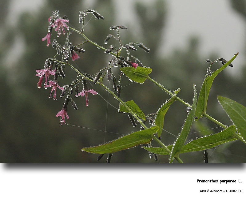 Prenanthes purpurea L. #5319