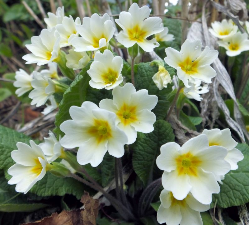 Primula - Primevère #58266