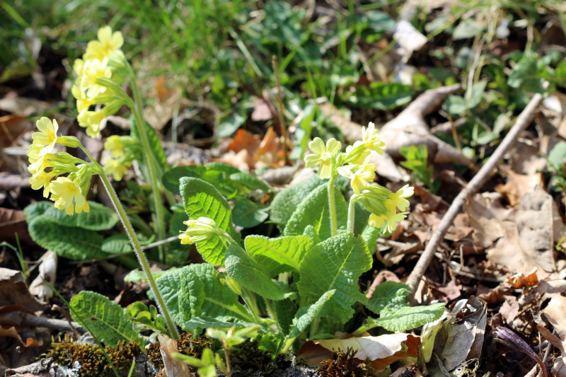 Primula elatior (L.) Hill, 1765 - coucou des bois - Pollen #69904