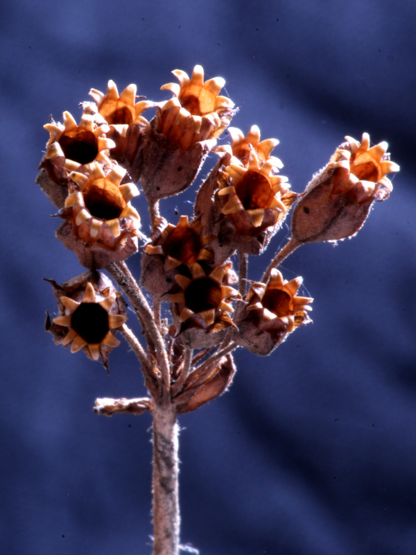 Primula elatior (L.) Hill, 1765 - coucou des bois #69903