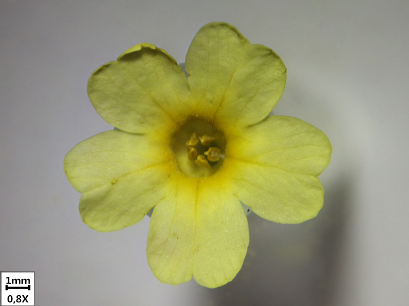 Primula elatior (L.) Hill, 1765 - coucou des bois #69900