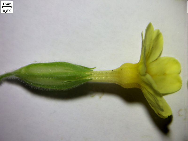 Primula elatior (L.) Hill, 1765 - coucou des bois #69901