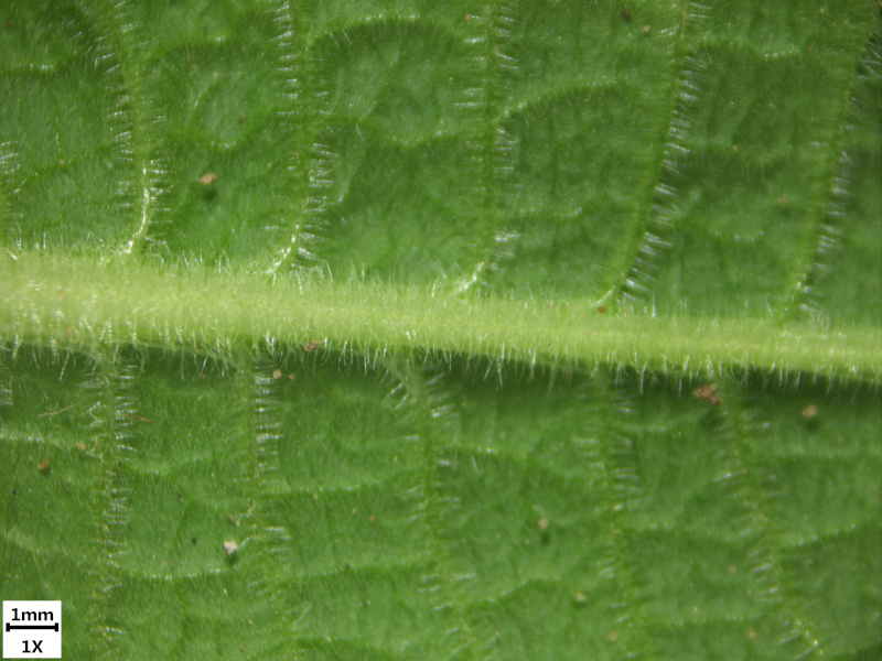 Primula elatior (L.) Hill, 1765 - coucou des bois #69895
