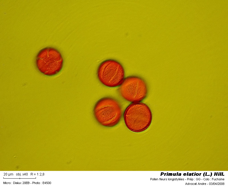 Primula elatior (L.) Hill. #3116