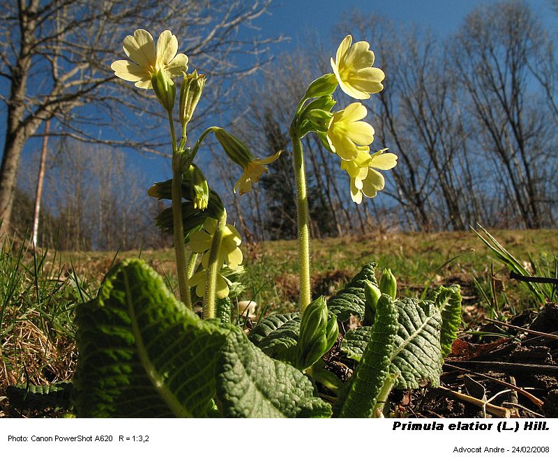 Primula elatior (L.) Hill. #3114