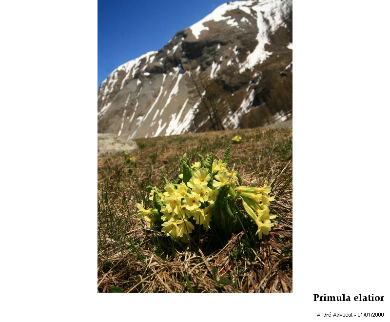 Primula elatior - Ranunculus kupferi #21887