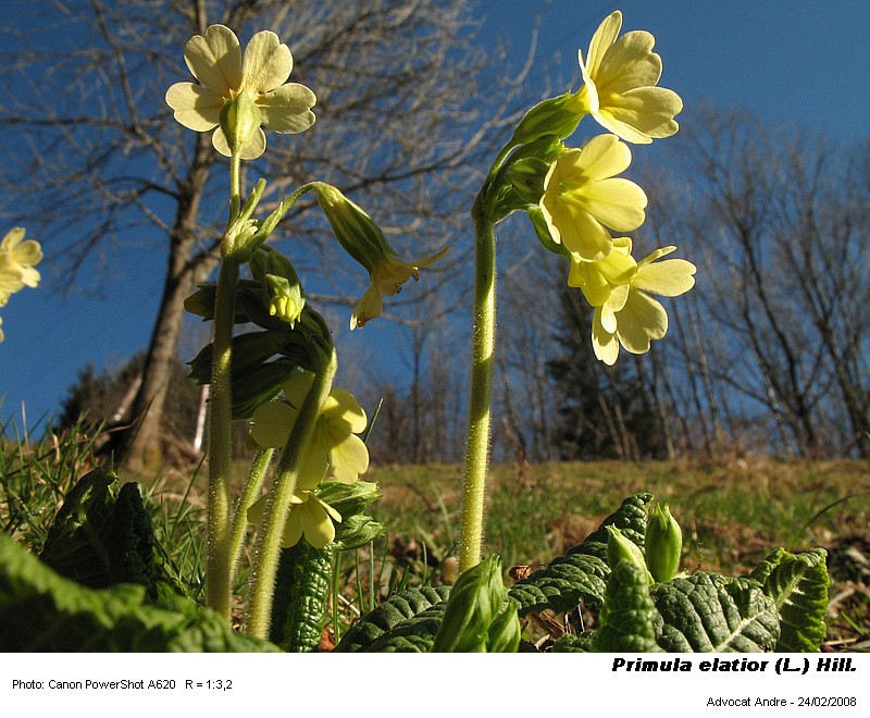 Primula elatior (L.) Hill. (L heterostylie) #3093