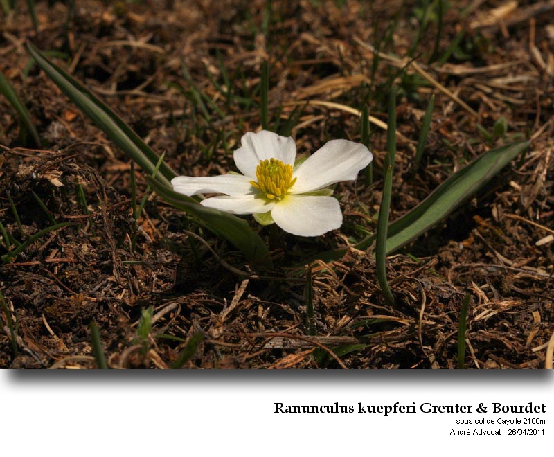 Primula elatior - Ranunculus kupferi #21889