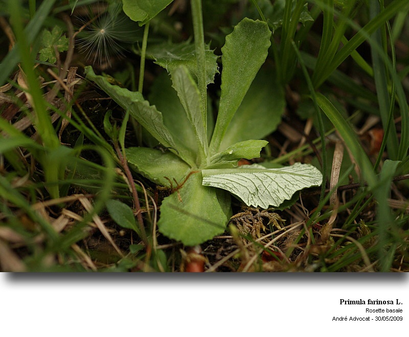 Primula farinosa L. #10954