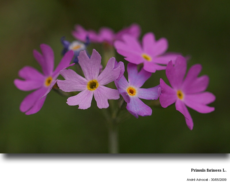 Primula farinosa L. #10953