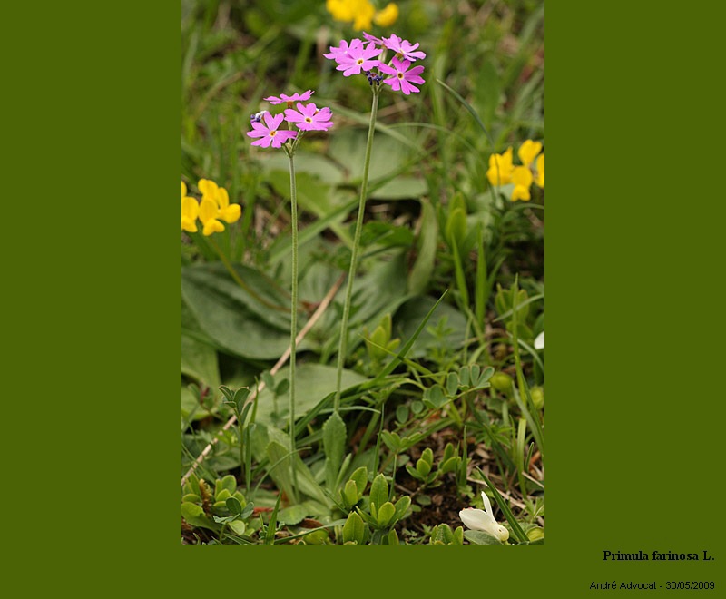 Primula farinosa L. #10952