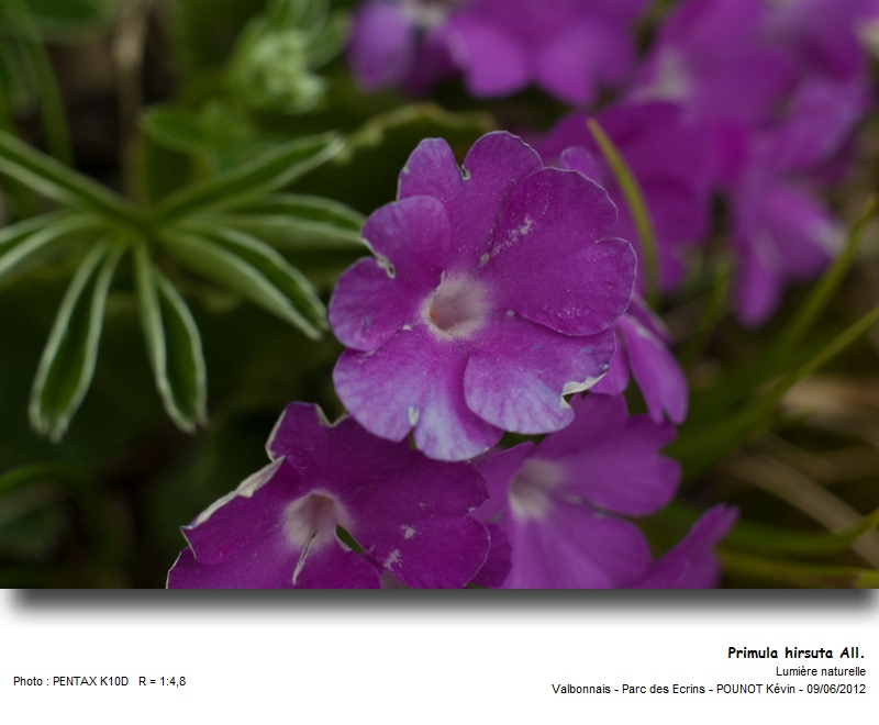 Primula hirsuta All. - Primevère hirsute #27311