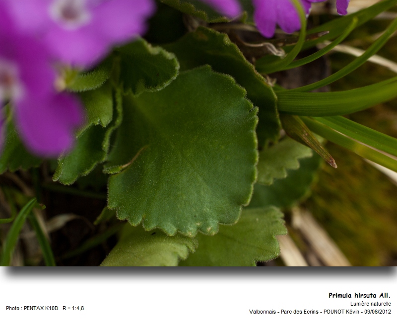 Primula hirsuta All. - Primevère hirsute #27313