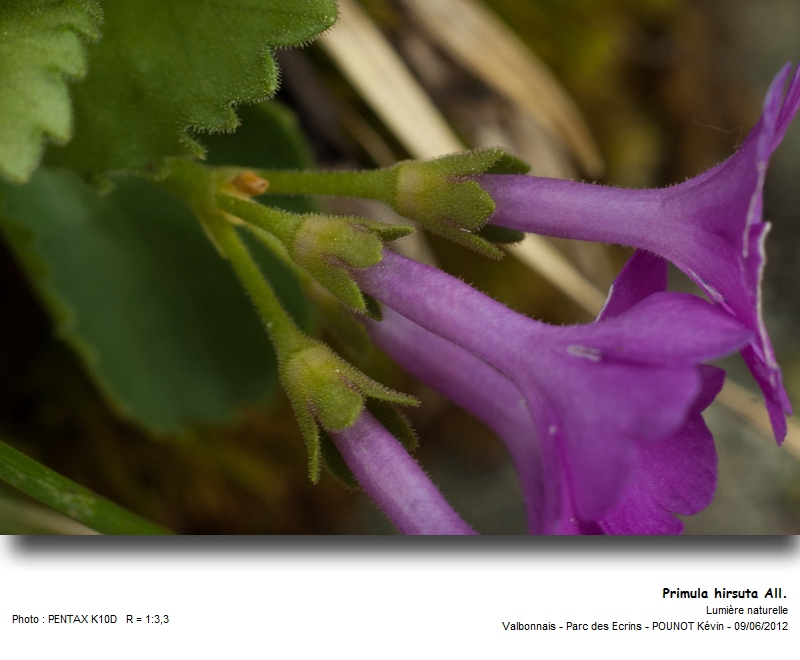 Primula hirsuta All. - Primevère hirsute #27312