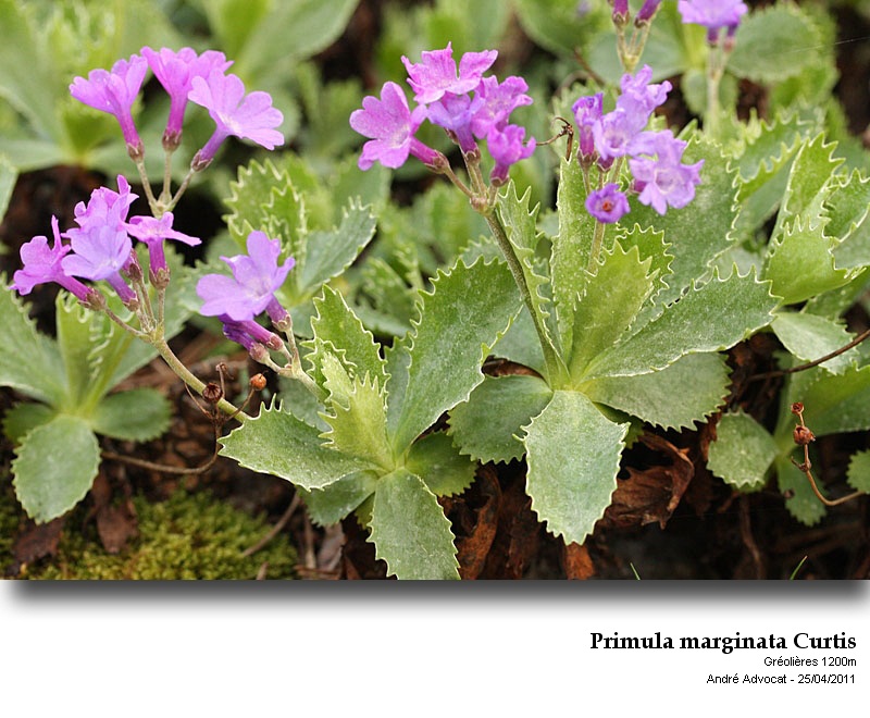 Primula marginata Curtis #21869