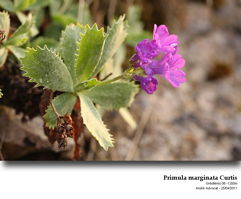 Primula marginata Curtis #21870
