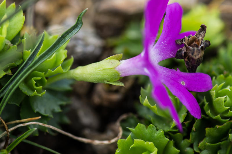 Primula minima L. - Zwerg-Primel #41889