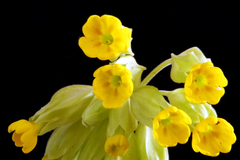 Primula veris L. , 1753 - Primevère officinale #69999