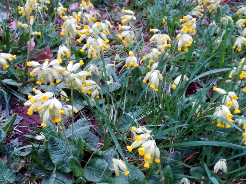 Primula veris L. , 1753 - Primevère officinale #69996