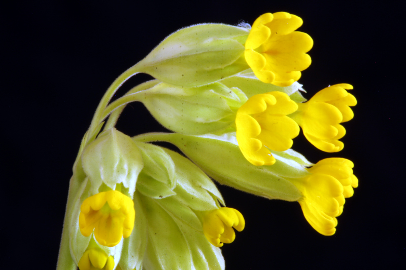 Primula veris L. , 1753 - Primevère officinale #70000