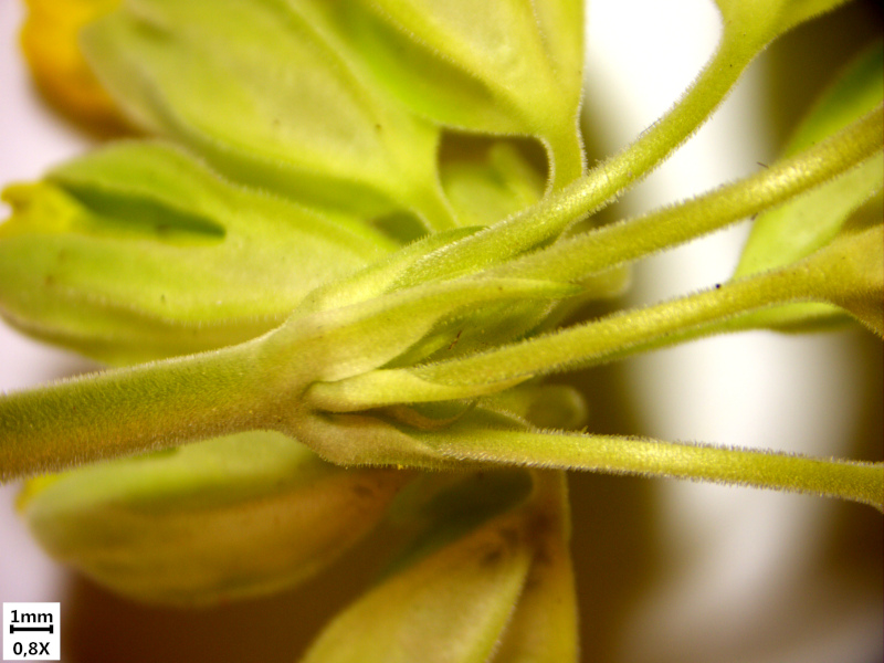 Primula veris L. , 1753 - Primevère officinale #70008