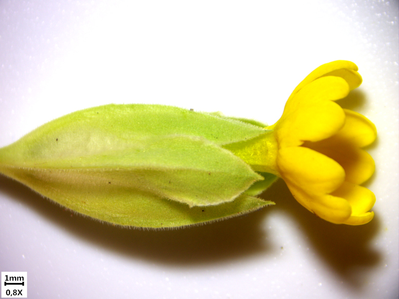 Primula veris L. , 1753 - Primevère officinale #70009