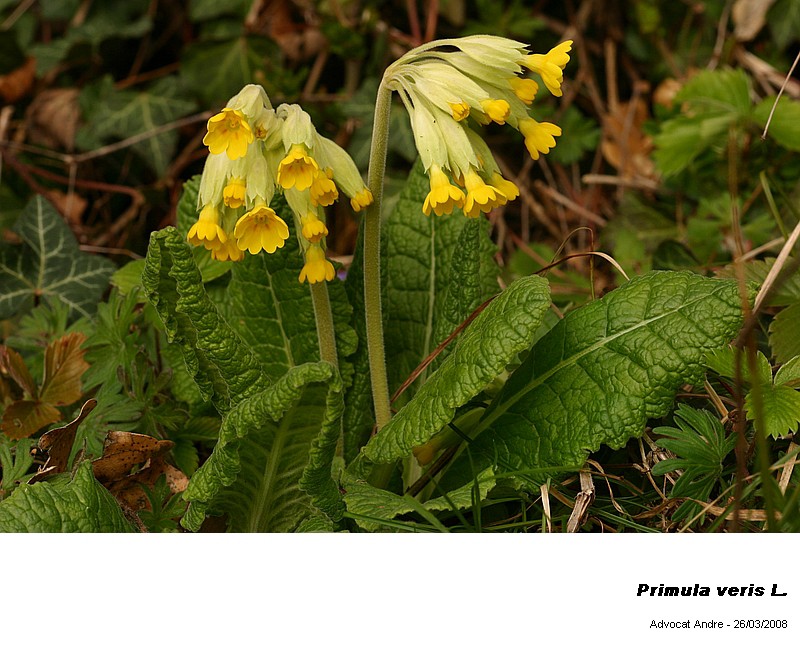 Primula veris L. #3057