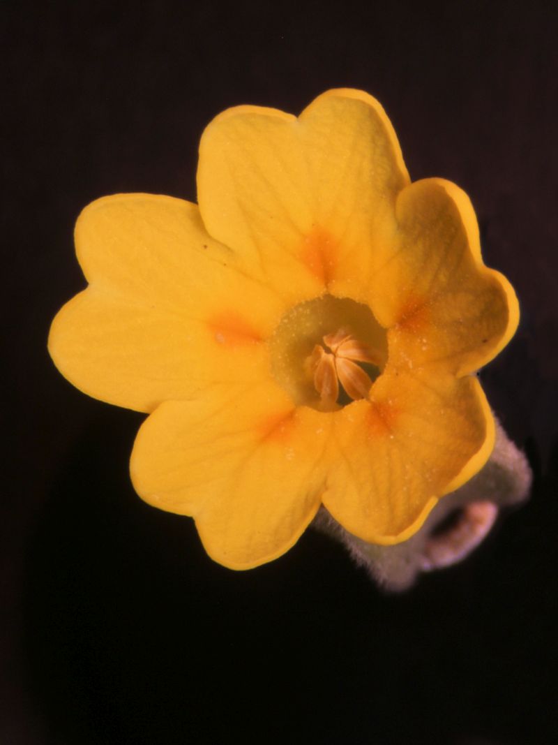 Primula veris-Primevère officinale #63060