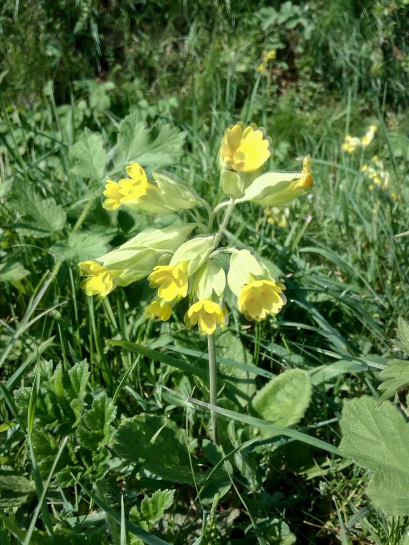 Primula veris-Primevère officinale #63055