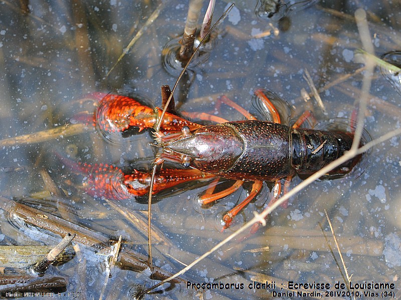 Procambarus clarkii, Écrevisse de Louisiane #15871