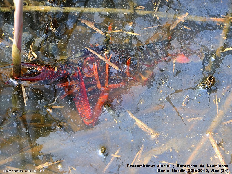 Procambarus clarkii, Écrevisse de Louisiane #15874