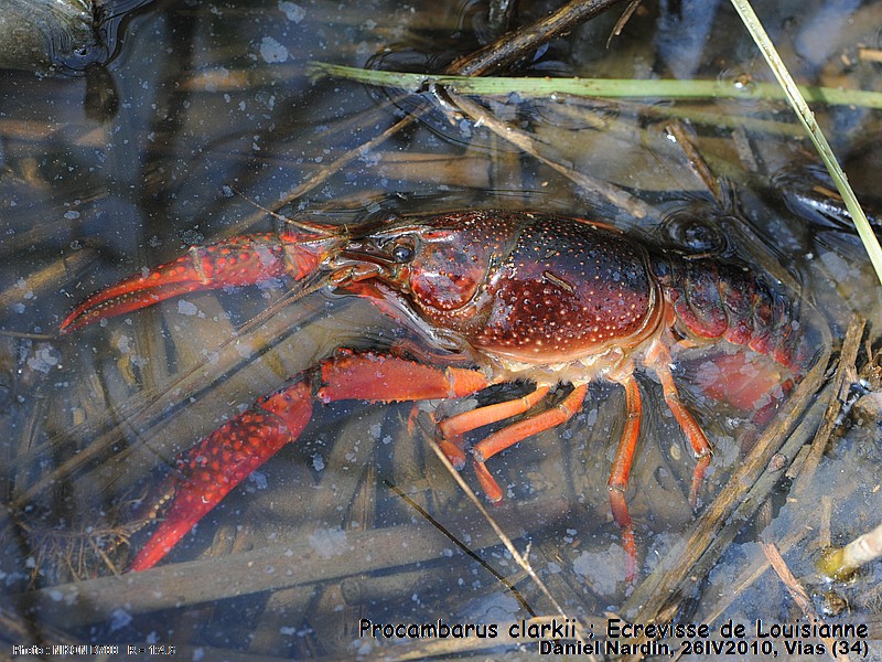 Procambarus clarkii, Écrevisse de Louisiane #15872