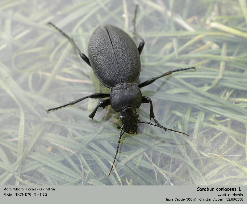 Procruste coriaceus L. - Procruste chagriné (Carabidés) #5019