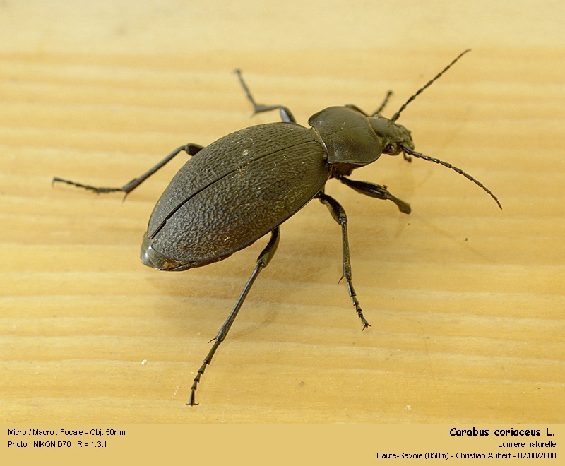 Procruste coriaceus L. - Procruste chagriné (Carabidés) #5018