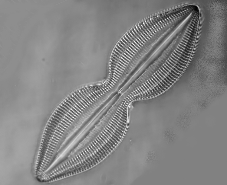 Progonoia  amoena #35168